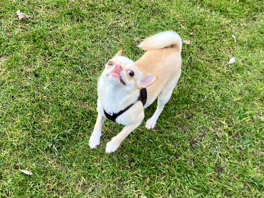 Chihuahua Nala